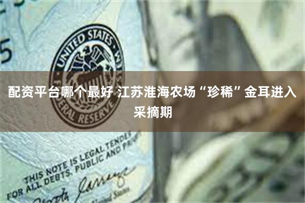 配资平台哪个最好 江苏淮海农场“珍稀”金耳进入采摘期